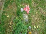 image of grave number 327826